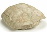Inflated Fossil Tortoise (Stylemys) - South Dakota #316906-1